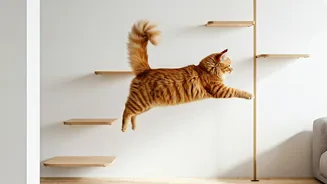 Viral Videos Show Smart Cats Enjoying Custom Wall Bridges