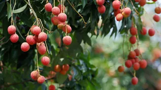 Os segredos para cultivar lichia no quintal de casa