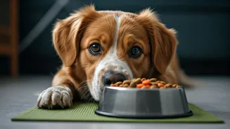 How To Shift Your Dog From Kibble To Fresh Meals