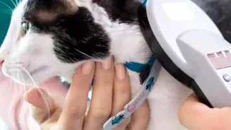A Veterinary Check Is Appropriate for Sudden Coat or Skin Changes
