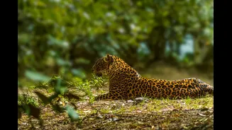 Rare Black Leopard Family Spotted in Assam's Manas Reserve