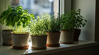 Kitchen Herbs Are Making Small Homes Feel Fresher