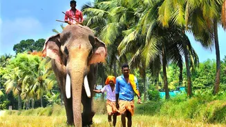 What’s the custody battle over Kerala’s tallest elephant, Raman?