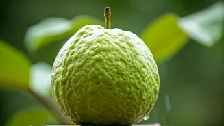 Guava Is Your Monsoon Health Hero
