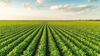 Grass pea: A climate-resilient protein
