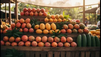 Mango Fairs Connect Food Tourism with Orchard Knowledge