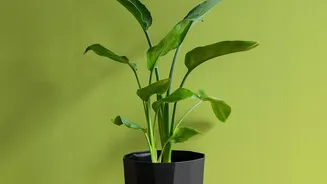 Indoor Plants May Boost Comfort Even If Air Purification Is Limited