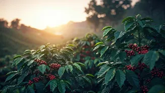 India's Most Beautiful Coffee Getaways