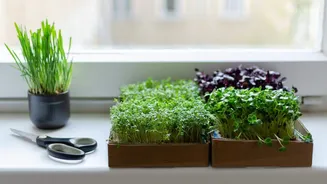 Microgreens in home decor: Here's how to get started