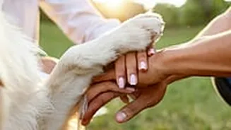 Bhopal News: Two Pet Dogs Die Due To Alleged Medical Negligence; Case Registered Against Private Clinic