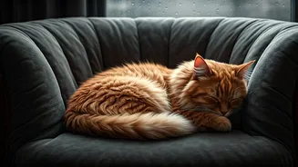 Cats Need Cosy Corners During Gloomy Days
