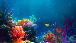 Why Identifying Thermally Resilient Corals Provides Crucial Defense For Marine Biodiversity Hotspots Globally