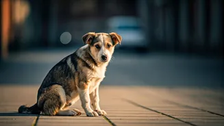 Navigating Street Encounters: 8 Essential Tips for Safe Interaction with Stray Dogs