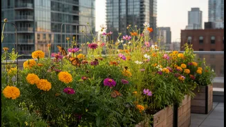 Pollinator Gardens Are Becoming An Urban Favourite