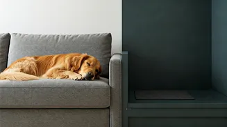 Pets Are Changing Interior Design Forever