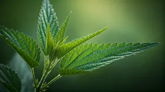 Bichu Buti Magic: Unlocking Incredible Hair Growth with Nettle Leaf