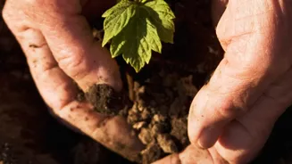 How The Latest August Gardening Advice Changes The Case For Root Health
