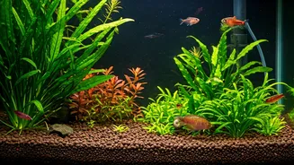 5 Unique Aquarium Creatures for a Pristine Fish Tank