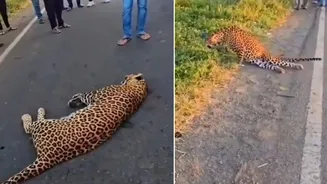 Pune: Leopard Jumps on Moving Car, Crashes Hard, Left Paralysed for Life | VIDEO