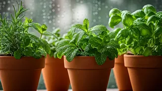 Grow These 4 Aromatic Herbs In Your Flat This Monsoon