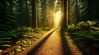 Forest Trails Give Summer Holidays A Slow Reset