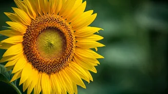 5 Habits for Happiness: Simple Practices for a Joyful Life