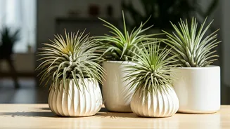 Mud-Free Plants Are Perfect For Small Apartments
