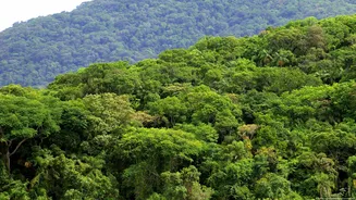 Desmatamento na Mata Atlântica atinge menor nível histórico
