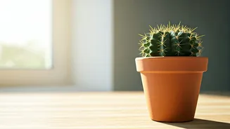 Thriving Indoors: 5 Expert Tips for a Happy & Healthy Cactus