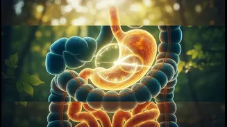 Chrononutrition decoded: How midday heavy meals boost gut health and sleep quality