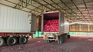 Nashik: Centre Begins Onion Procurement At ₹1,235 Per Quintal, Farmers Call It Temporary Relief