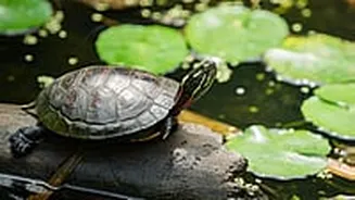 Related Stories banner