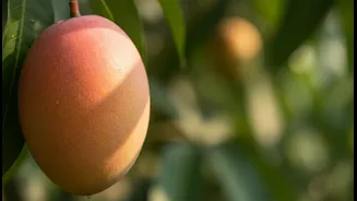 Mango collections turn taste into a lesson on biodiversity: why Mango Festivals matter