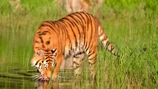 How Conservation Scientists Study Territorial Behaviour In Newly Reintroduced Tigers