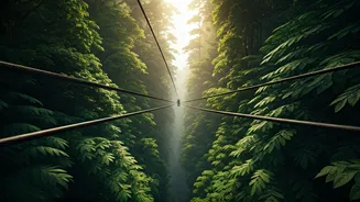 Soar Through Misty Forests This Season