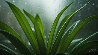 Monsoon Wellness Is Simple But Not Optional