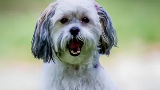 Human Expectations Also Shape What Owners Notice in Their Dogs