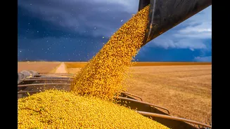 As mudanças climáticas comprometem a produtividade ou qualidade do grão de soja?