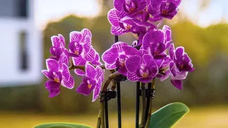 Why August's Heat-Humidity Balcony Test Strengthens The Case For Waterlogging-Resistant Plants