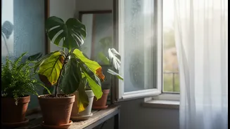 Monsoon Plants Need Better Airflow More Than Another Round Of Watering