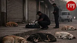 500 Stray Dogs Culled After Panchayat Polls In Telangana, Candidates Had Promised 'Dog-Free Village'; Investigation Underway