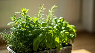 Herb Gardens Are The Most Practical Micro-Hobby