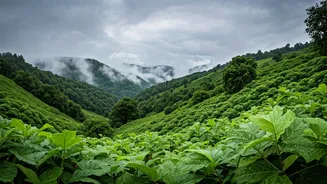 Monsoon Holidays Made Easier With These Picks