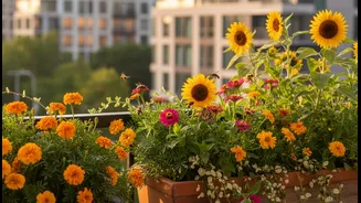 A Sunny Corner Can Become A Reliable Feeding Stop For City Pollinators