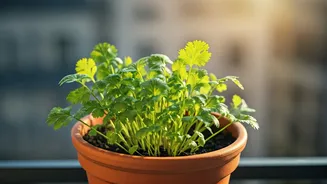 Ditch Flowers: Farm Edible Coriander Sprigs In Your Small Balcony