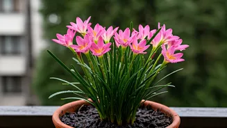 Balcony Gardens Get Instant Magic From Rain Lilies