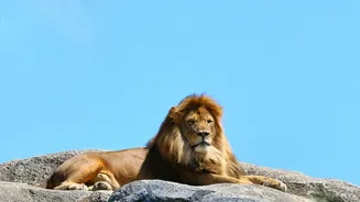 Barda Sanctuary Asiatic Lions: A Study Examines a New Stronghold Beyond Gir