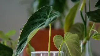 Humid Conditions Change How Indoor Plants Use Water