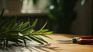 Plant Parents Cannot Ignore June Pruning Anymore
