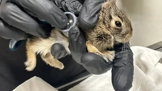 How to Coexist with Nesting Wildlife Near Your Home